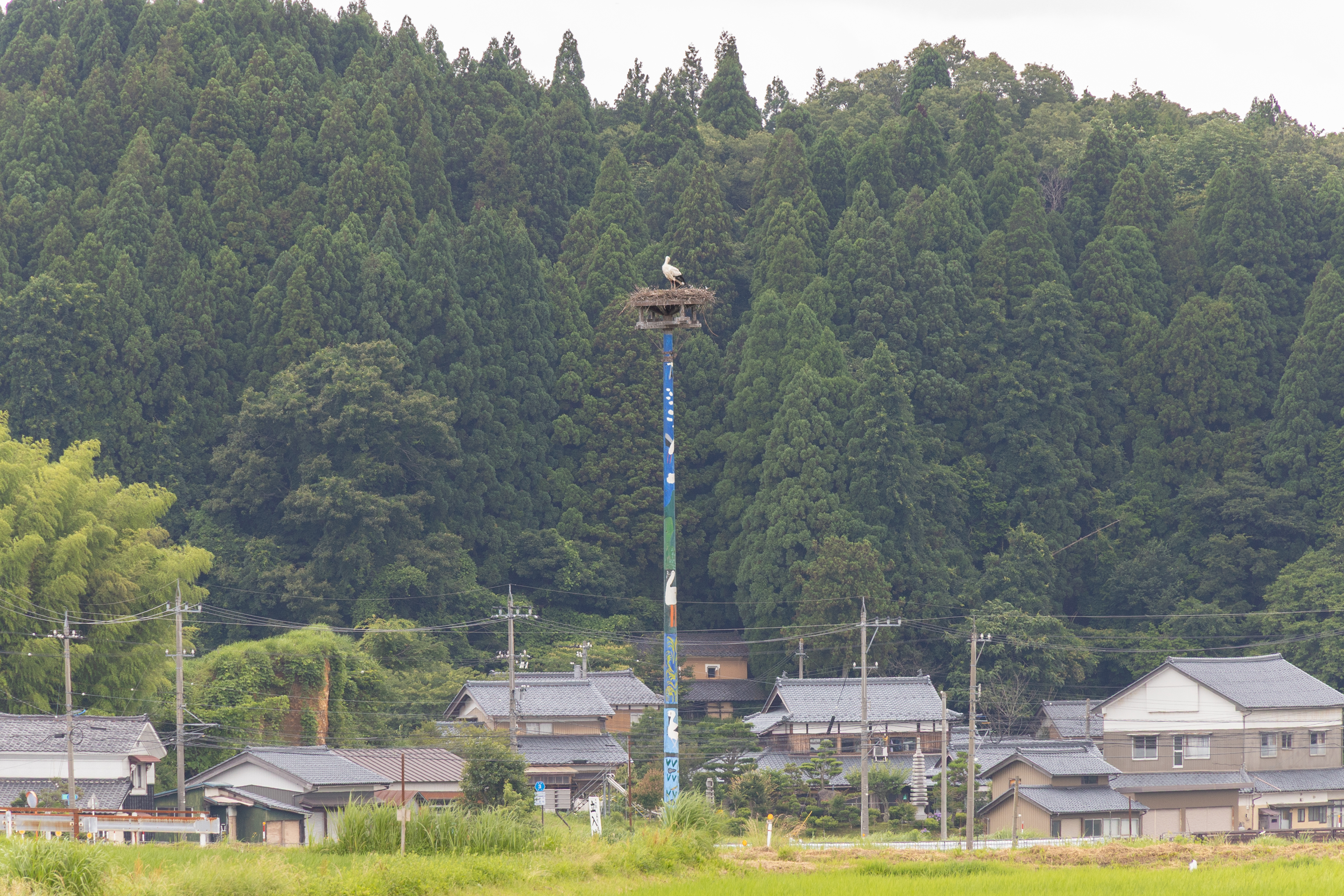 コウノトリ見学