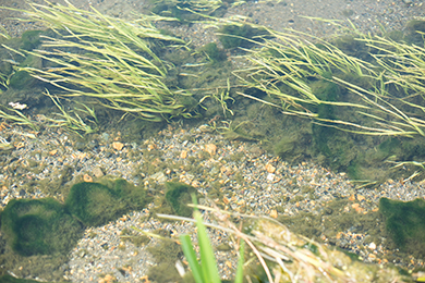 澄んだ川にムサシトミヨがたくさん泳ぎ回りますように