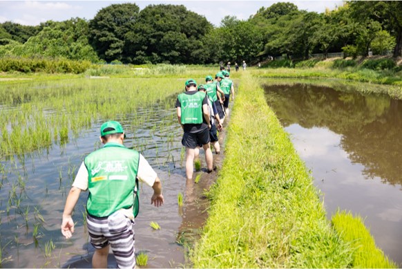 田んぼの除草作業