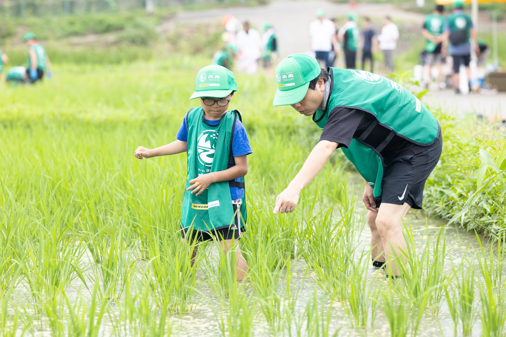 水田の草取り作業