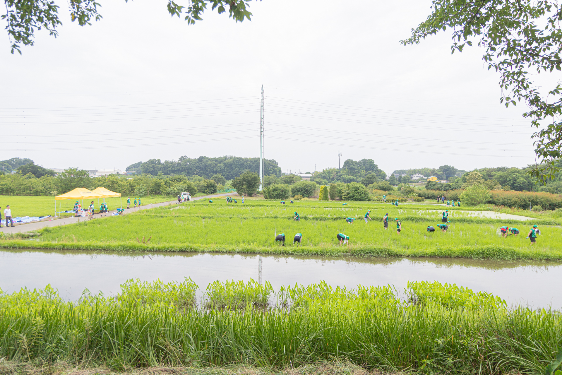 水田の苗補植作業