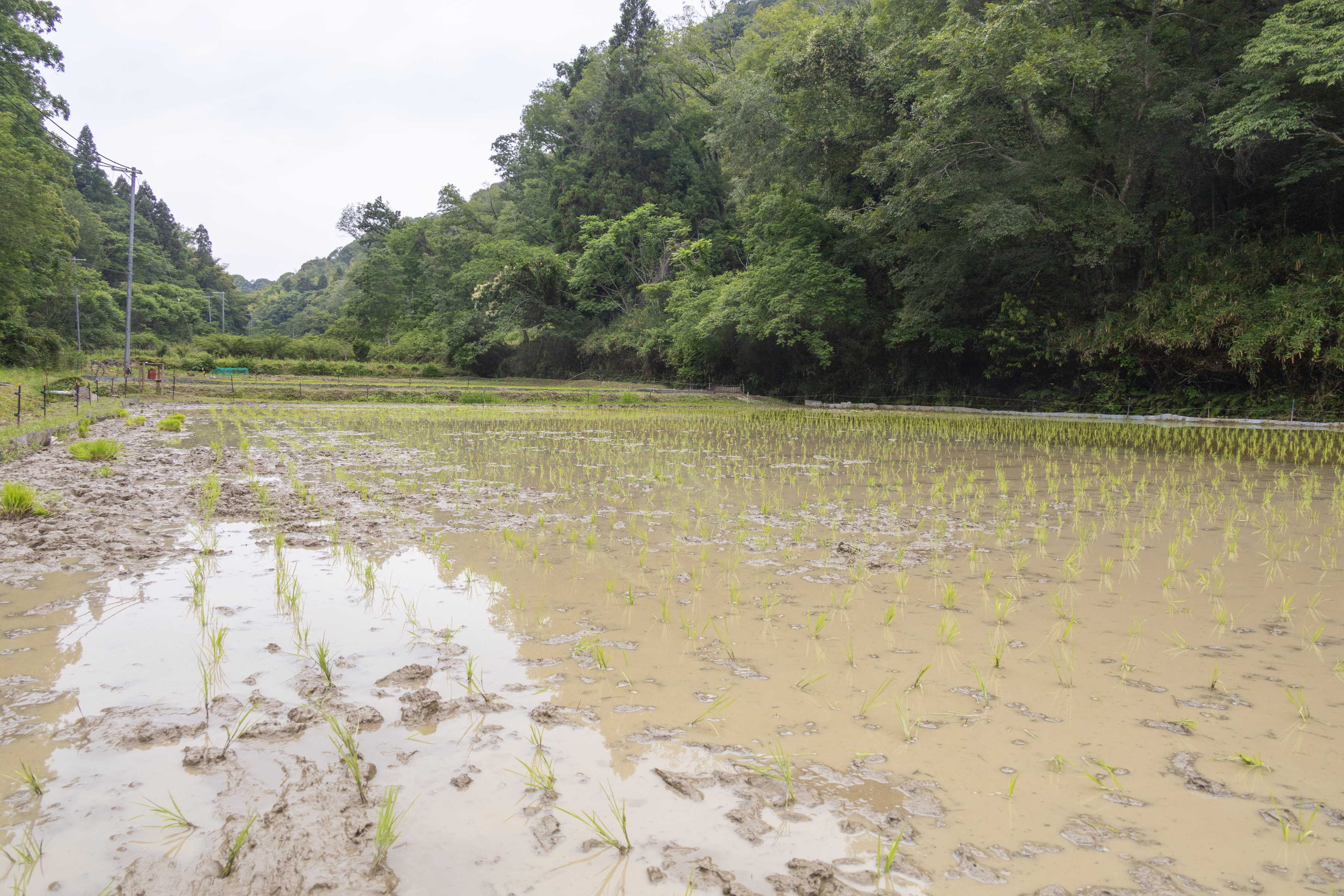 泥だらけになりながら田植え